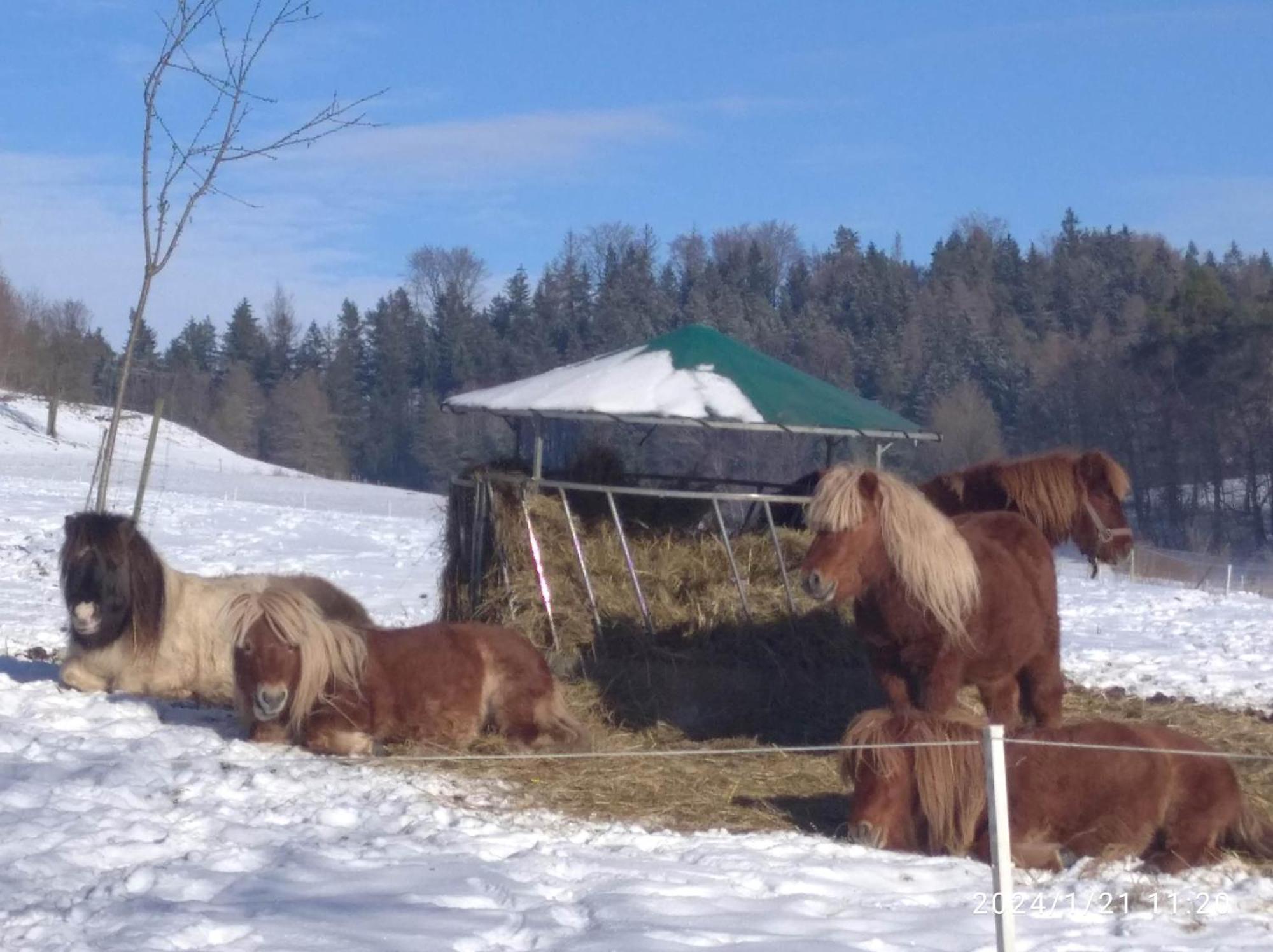 Hotel Statek Bily Dvur - Bely Machov Esterno foto